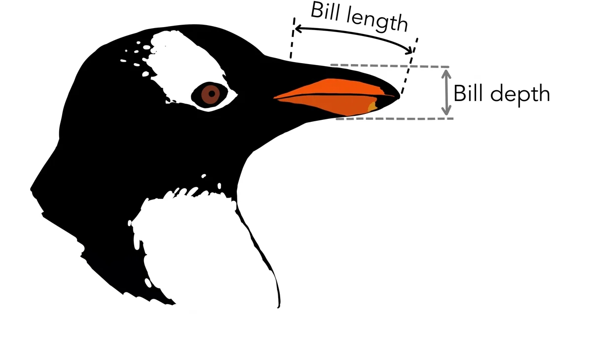 Der gezeichnete Kopf eines Eselspinguins von der Seite, am Schnabel zwei Maße eingezeichnet: »Bill length«, die Länge bis zur Spitze, und »Bill depth«, die Höhe an der Wurzel.
