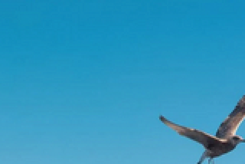 Ein glatter blauer Himmel mit einer Möwe, wie im Original.